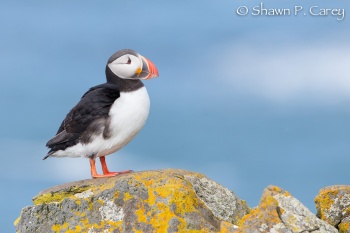 Atlantic Puffin © Shawn P. Carey, Migration Productions