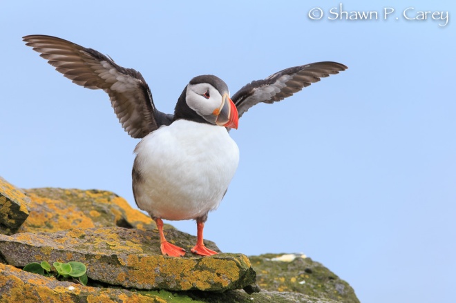 Atlantic Puffin © Shawn P. Carey, Migration Productions