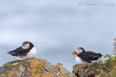 Atlantic Puffins © Shawn P. Carey, Migration Productions