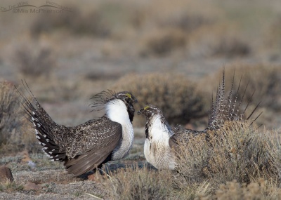 Sparring male Greater Sage-Grouse. © Mia McPherson, On The Wing Photography