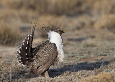 Male Greater Sage-Grouse on a lek in Utah. © Mia McPherson
